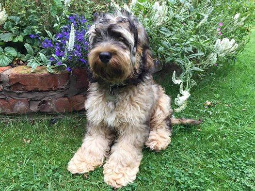 sable cockapoo full grown