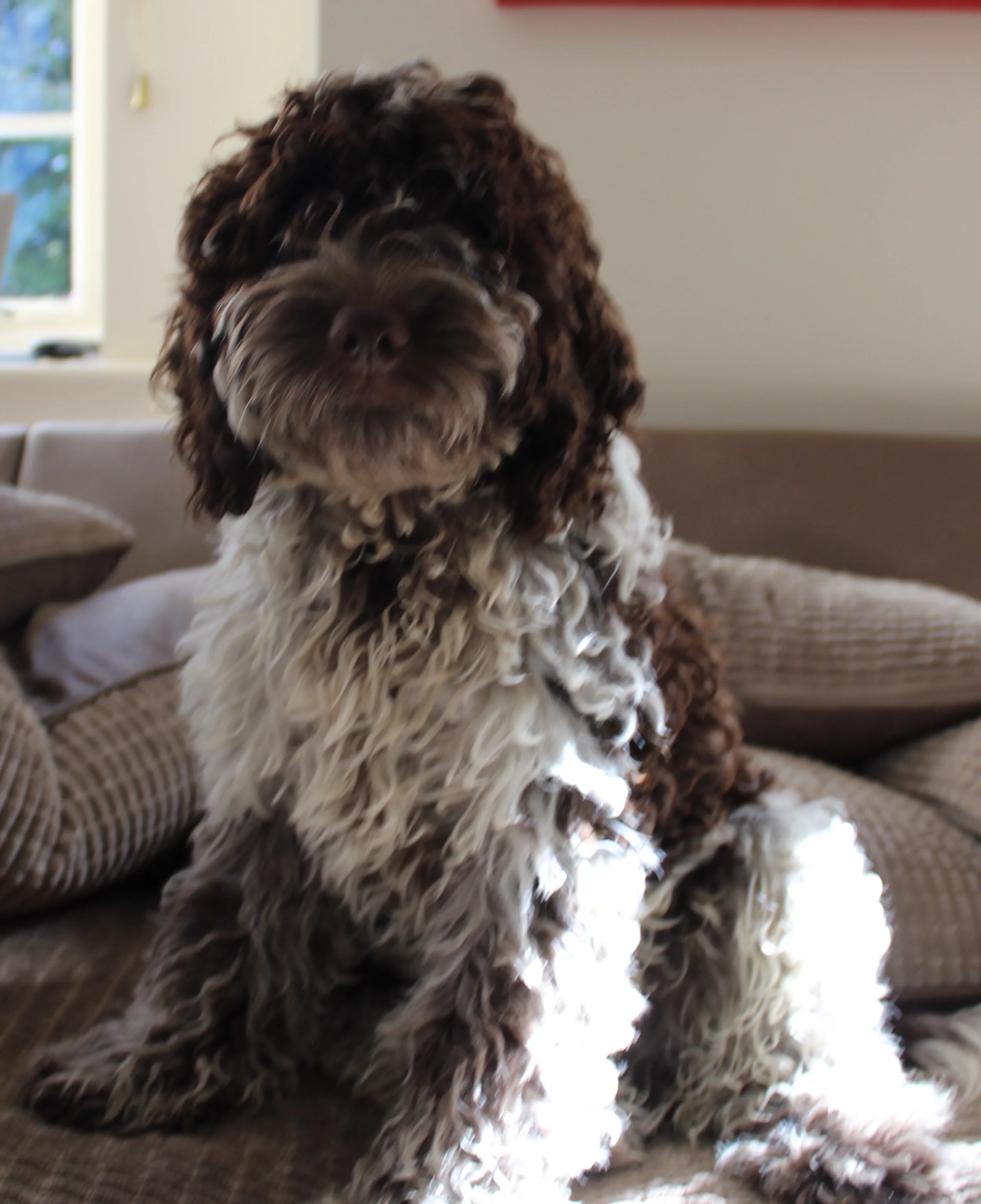 chocolate roan cockapoo
