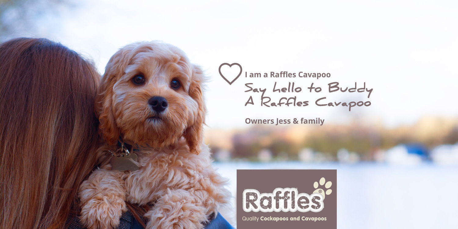 raffles cavapoo puppies