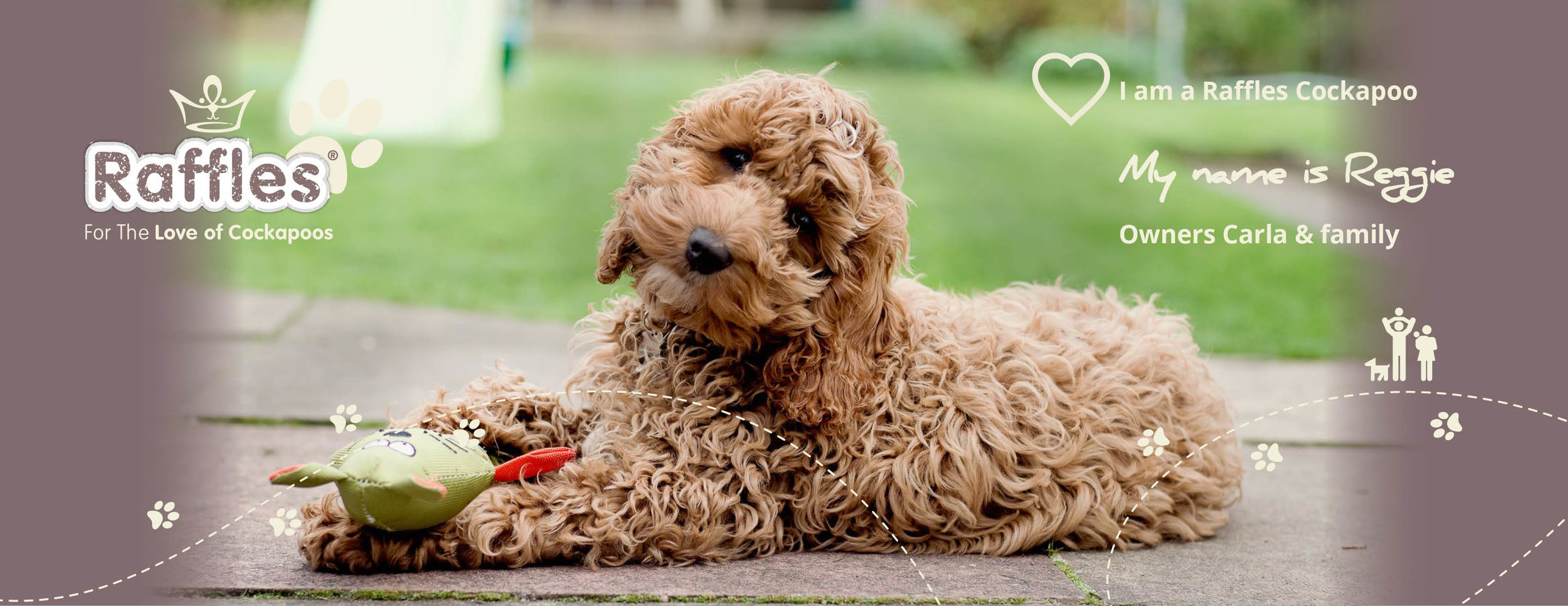 raffles cavapoo puppies