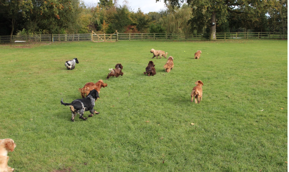 All our spaniels are english show cockers, mostly now all bred by ourselves from our unique breeding lines with outstanding natures, rare colours and beautiful on the inside and out, which underpins the unique Raffles Breeding. With a very refreshing retiring programme, no mum ever has more than 3 litters, some not even 2. We have substantial grounds and a lake and our dogs are all part of life here.