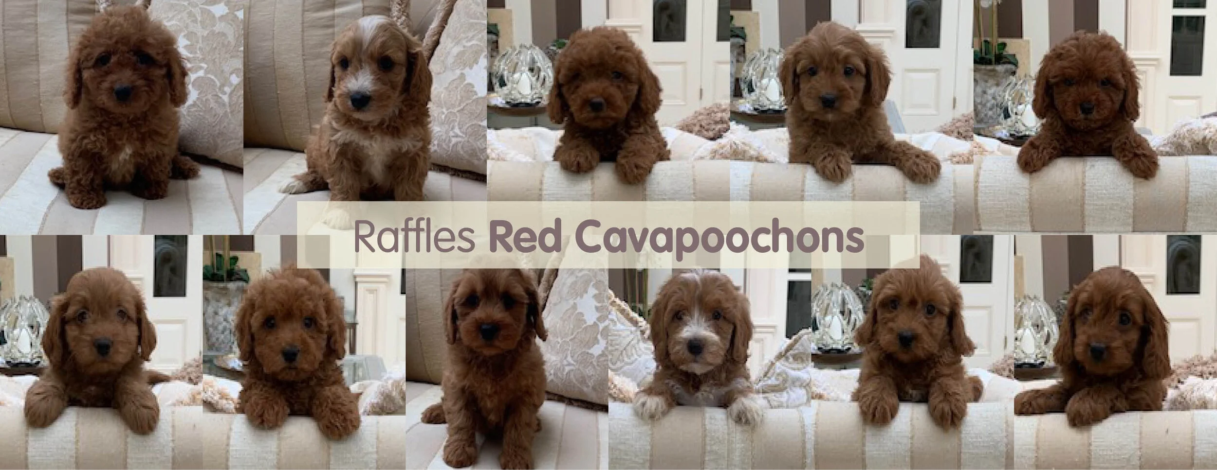 raffles cockapoos for sale