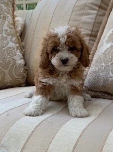 Amazing cavapoochon copy.jpg