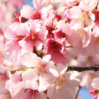 Volunteer to Help the Temple Make the 2019 Cherry Blossom Festival a Success