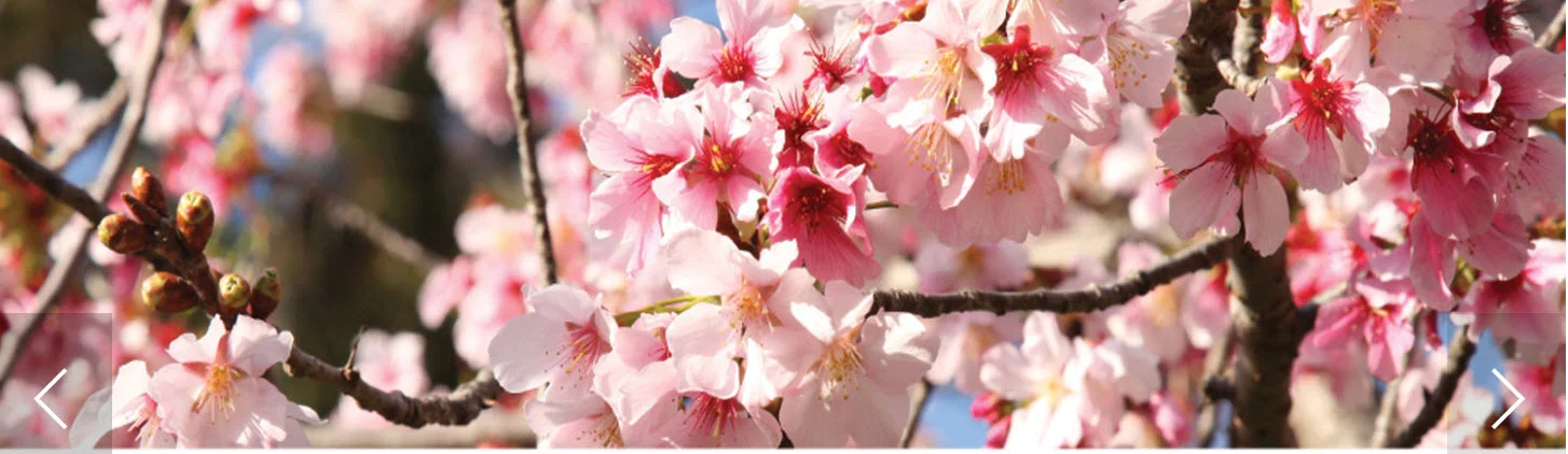 2019-03-10_2019-Cherry-Blossom-Rectangle.jpg