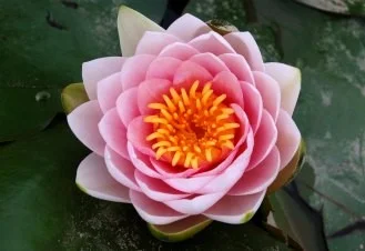 Water-Lily.jpg