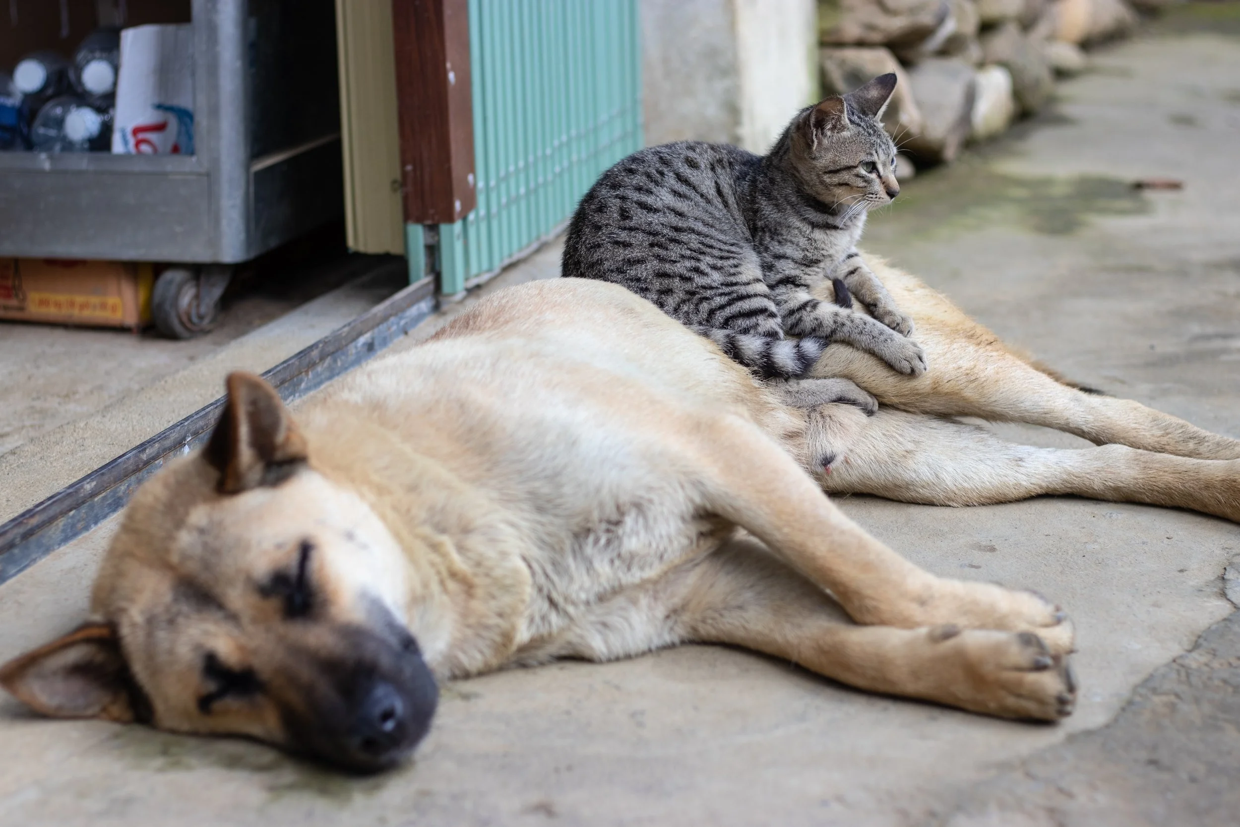 The Dana Group Has Ended Its Animal Shelter Donation Drive