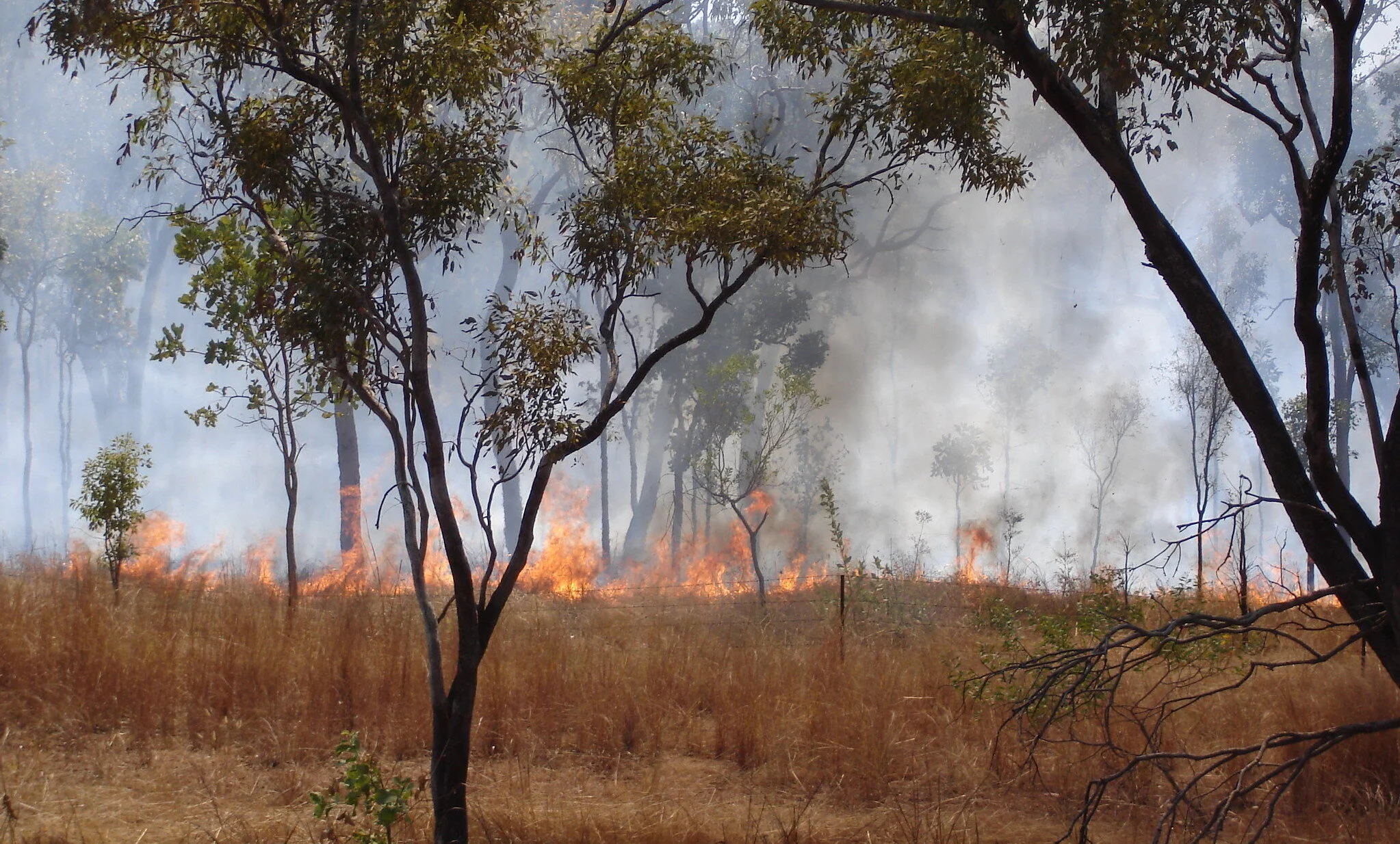 Australia Bushfires: Your Help Is Needed