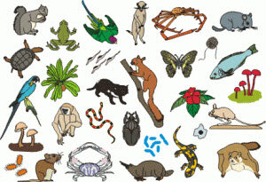 Service for All Living Beings - A San Diego Tradition
