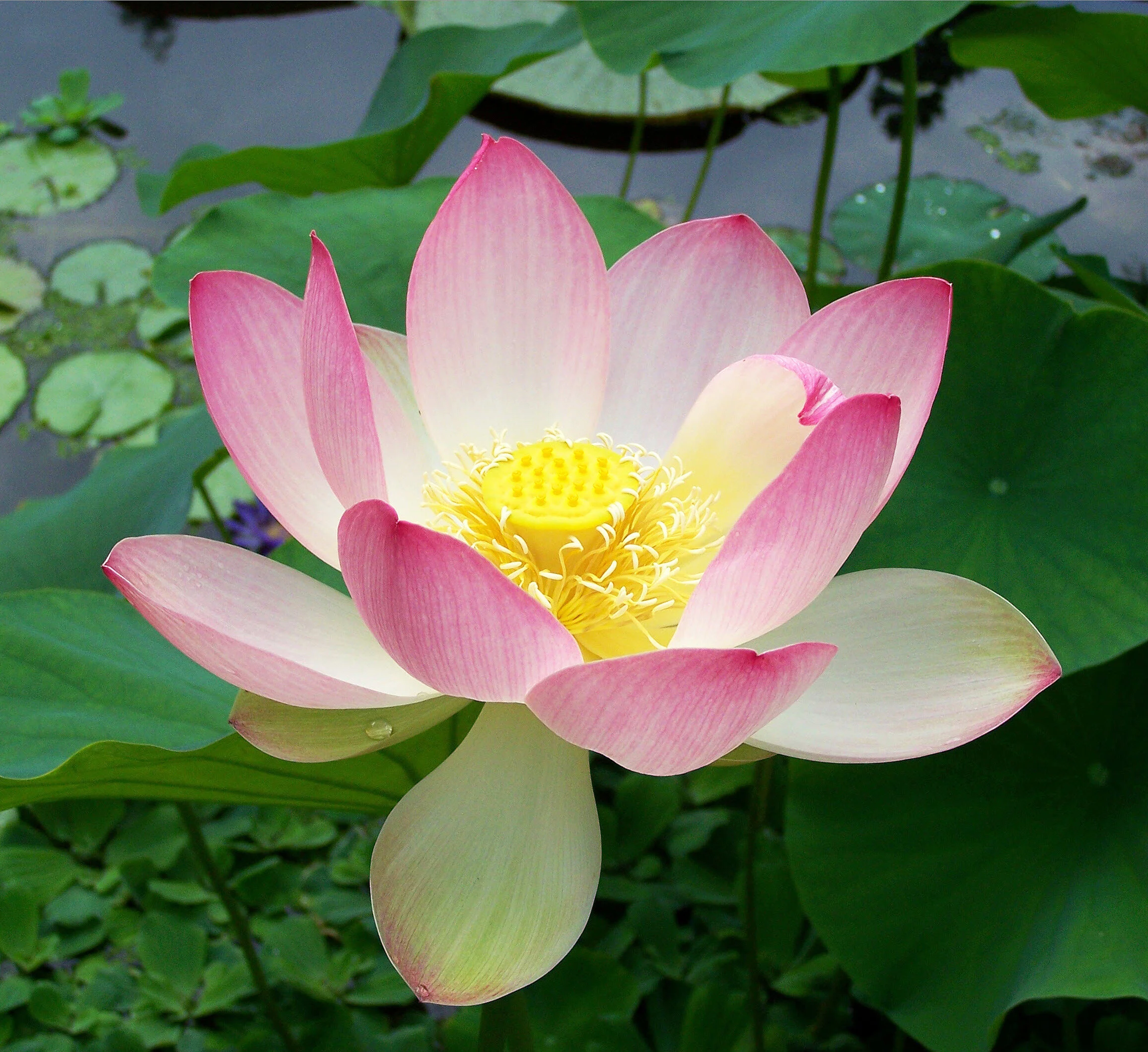 Goodbye 2020: Out of the Mud Grows the Lotus