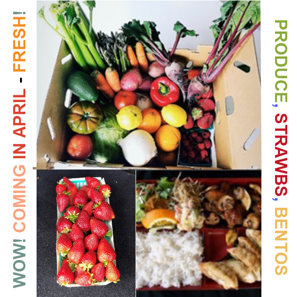 April 17 Fundraiser with Farm Boxes, Strawberries, Special Bento!