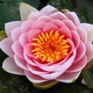 Kenji Sensei Announces Details of June 2021 Retreat -- Plus Updated Registration Form