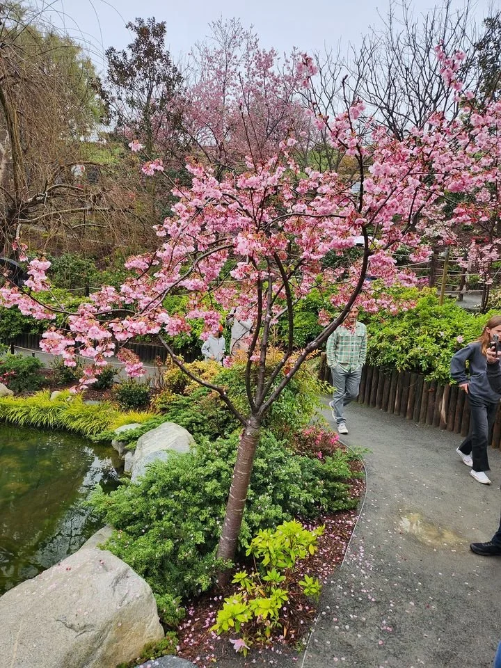 More Photos from Cherry Blossom Festival