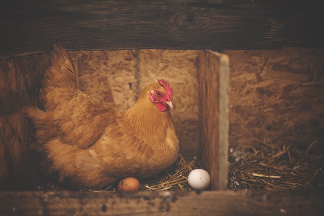 chicken egg.jpeg