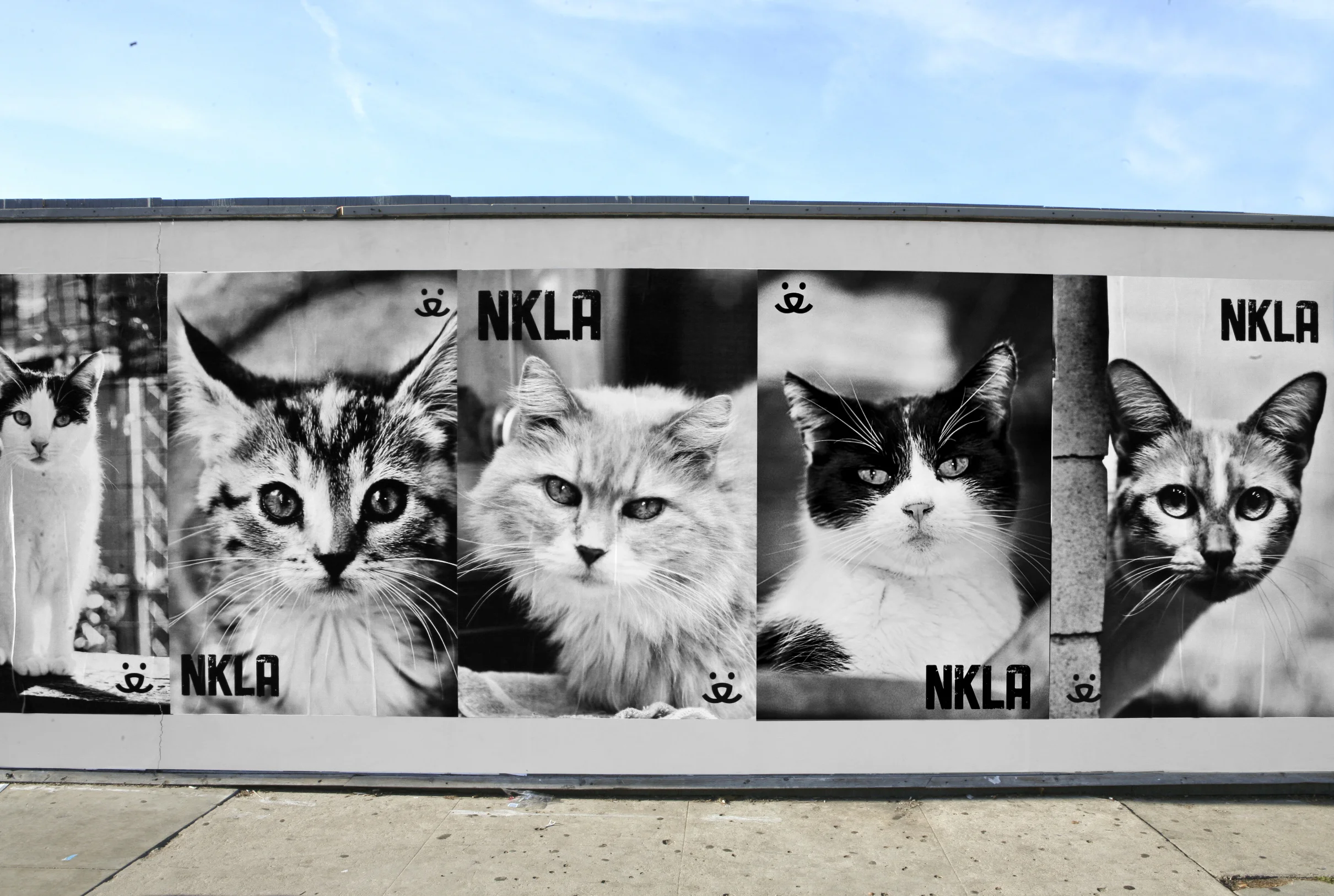 Cat Wild Posting.jpg
