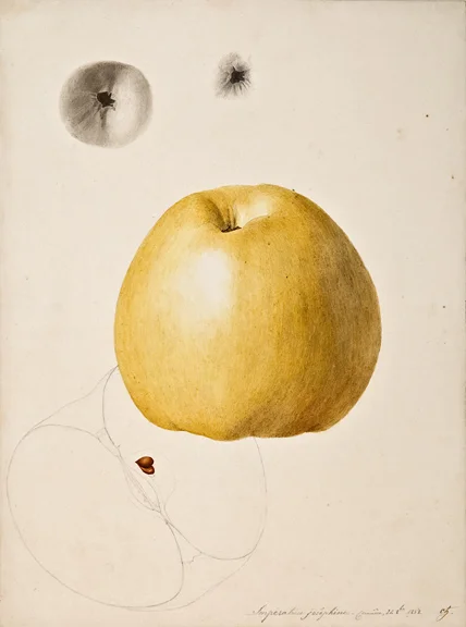 Anthelme-Eugène Grobon (1820 Lyon - 1878 Grigny/Rhone), Apple: Imperatrice josephine - formier, 24 8bre 1858, pencil and watercolor on paper, 14 x 9 1/2”