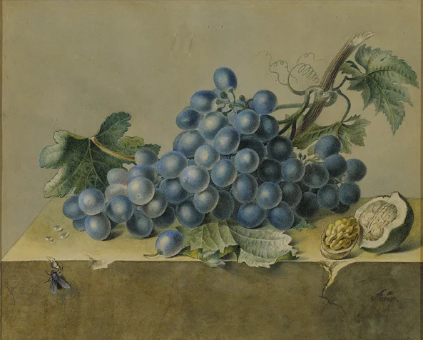 French, 19th century, Still Life with Grapes, Fly and Walnut, watercolor, 15 3/4 x 15 5/8"
