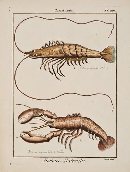 Deseve dirxt., Crustaces, plate 291, c. 1817, etching and engraving with watercolor, 11 3/4 x 8 5/8”