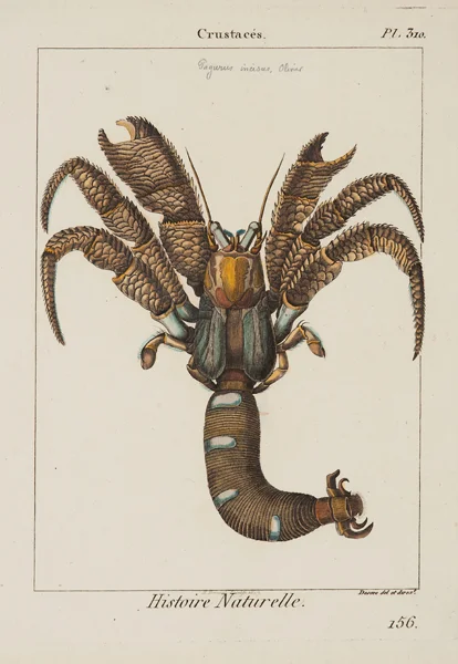 Drouet, J.J. sculp./ Deseve del. & dirxt., Crustaces, plate 310, c. 1817, etching and engraving with watercolor, 11 7/8 x 8 5/8”