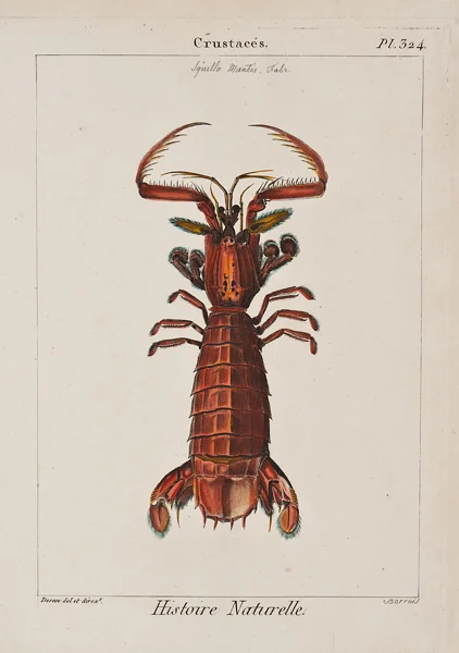 Barrois, Deseve, Crustaces, plate 324, c. 1817, etching and engraving with watercolor, 11 3/4 x 8 7/8”