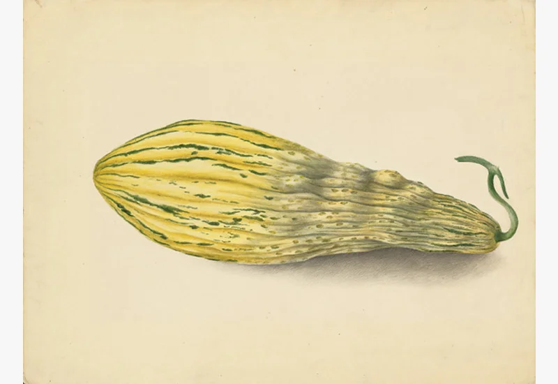 YellowGreenSquash_web.jpg