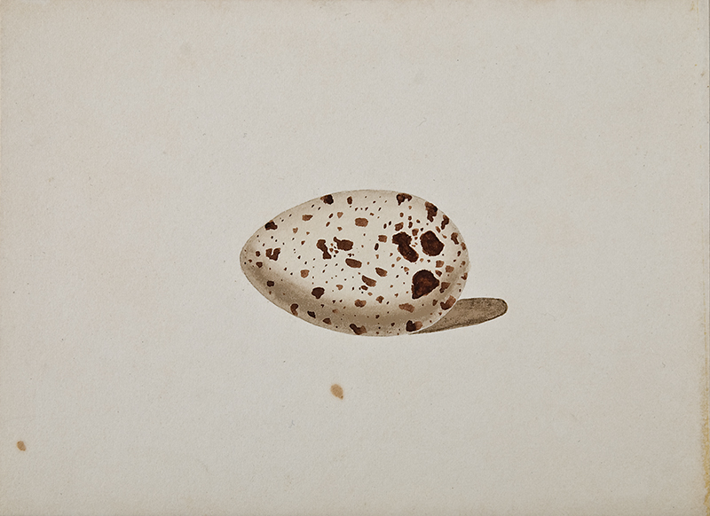Egg_40 copy.jpg