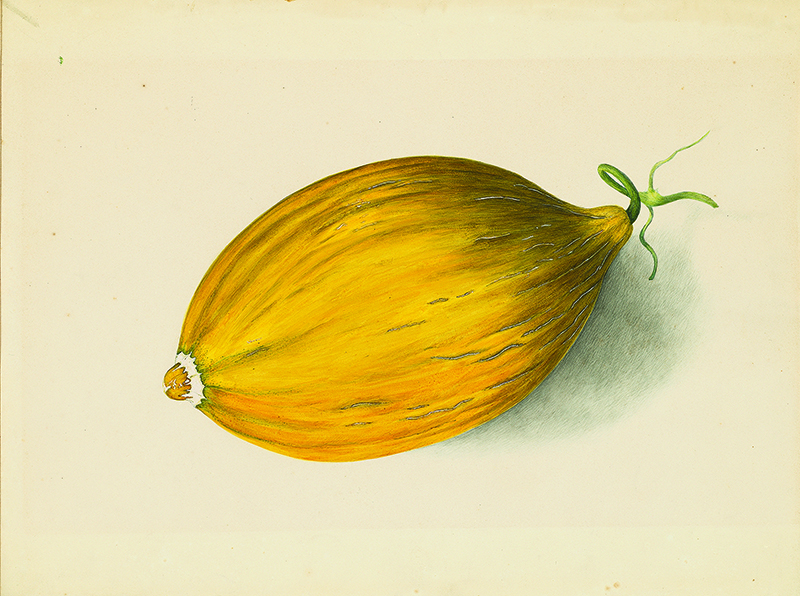 OrangeSquashCMYK copy.jpg