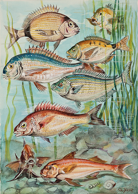 Perciformes copy.jpg