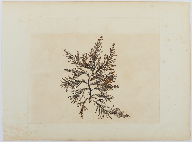 011_Herbaria_Mar_17_4686 copy.jpg