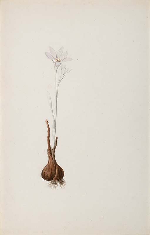 Bulb_2 copy.jpg