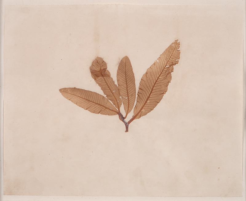 Leaves copy.jpg