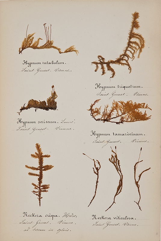 Mosses_6 copy.jpg