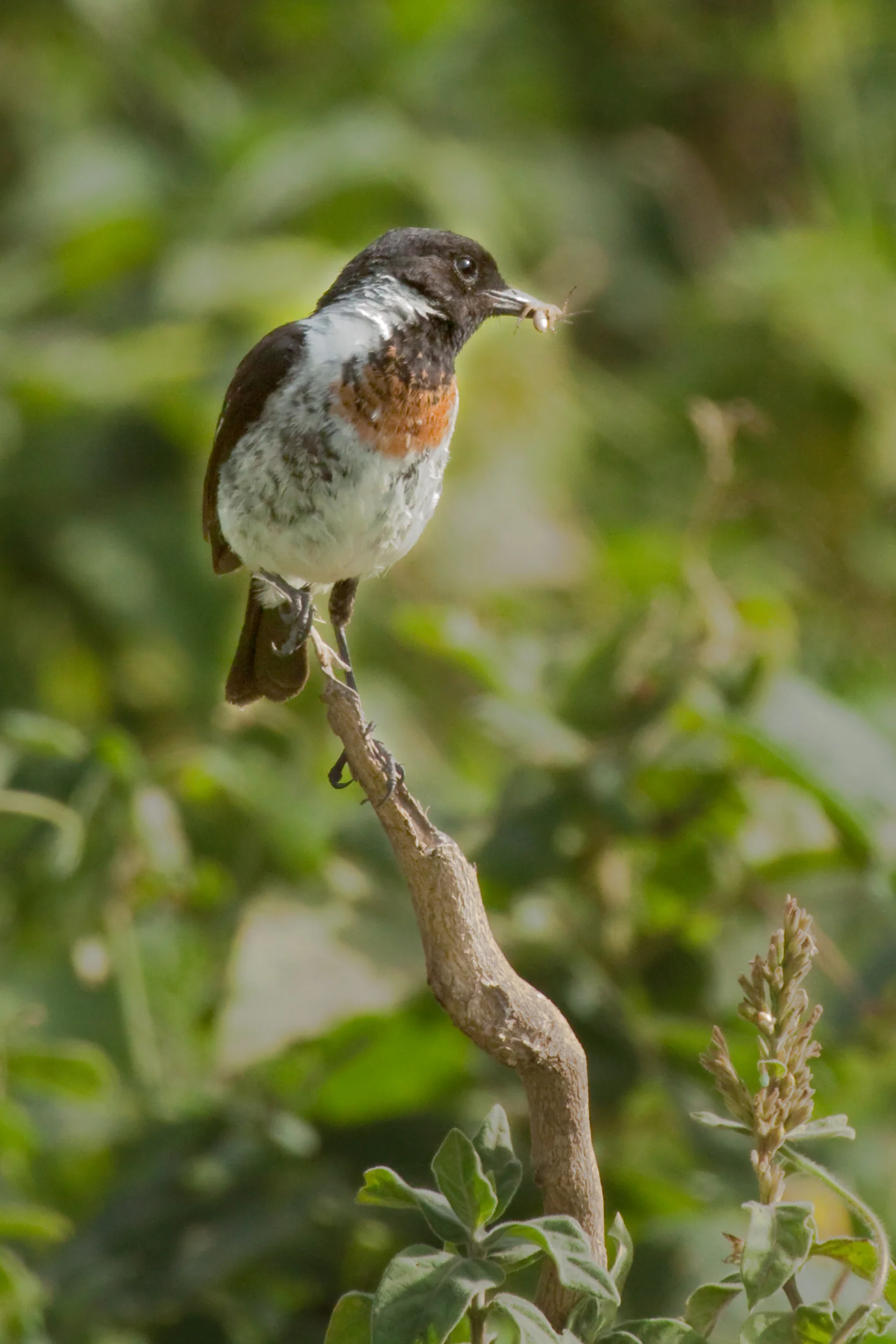 _MG_0518_CommonStonechat_PRWF.jpg