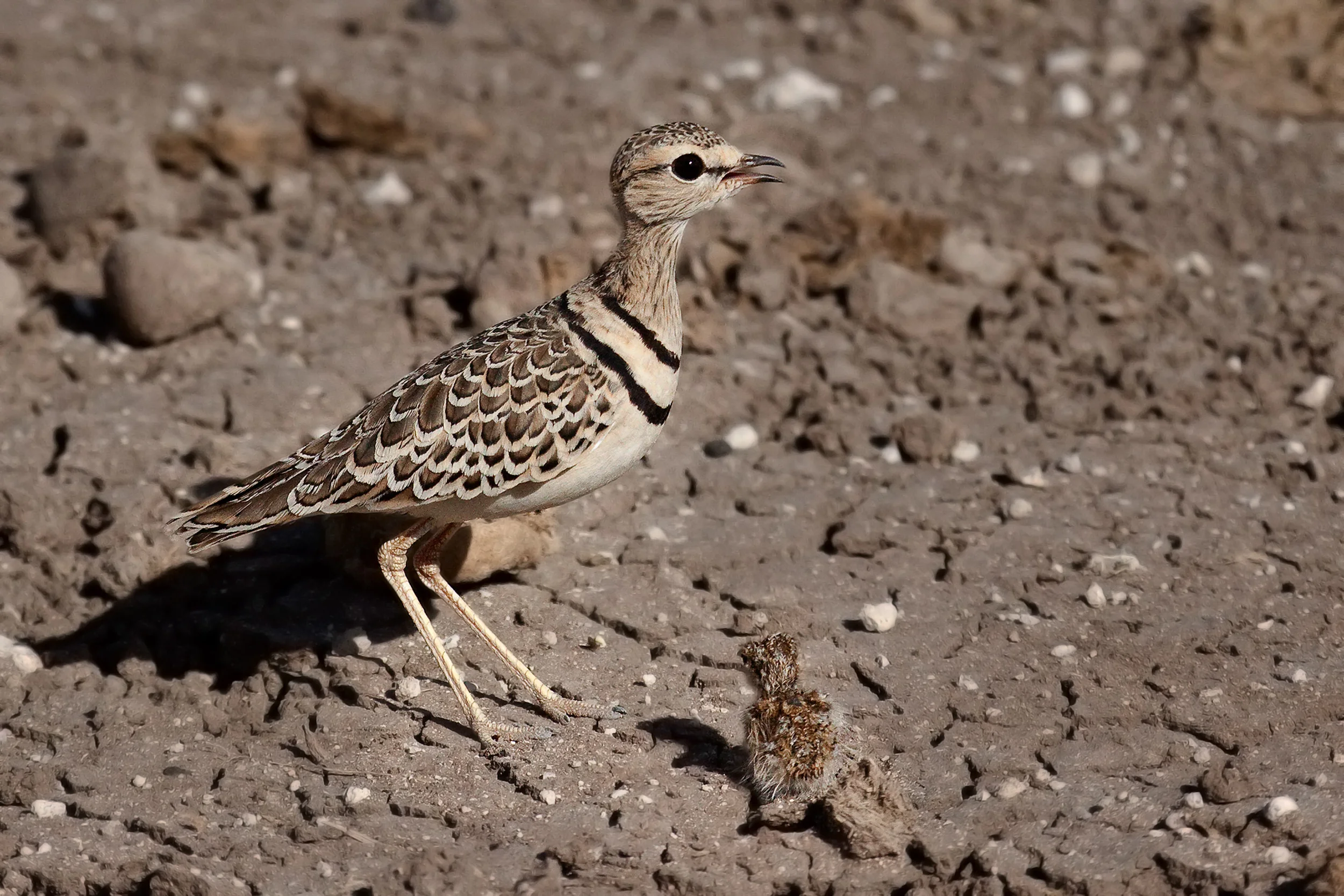 Two-bandedCourser and Chick.jpg