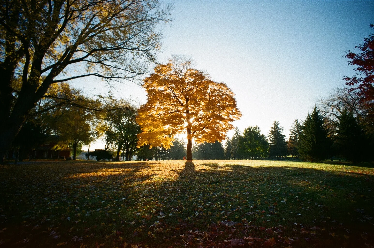 super epic yellow tree.jpg