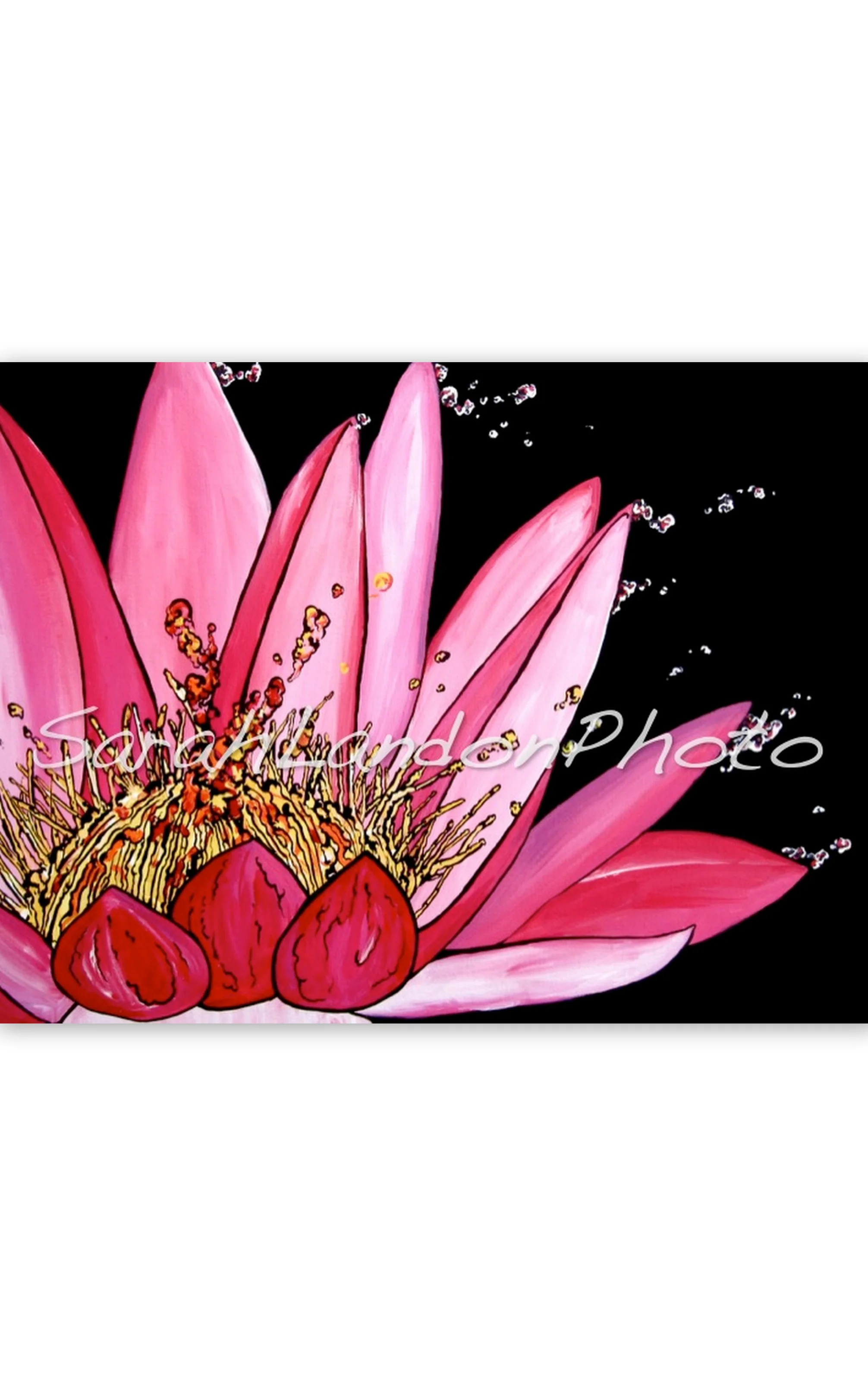 Pink Lotus Flower - Print