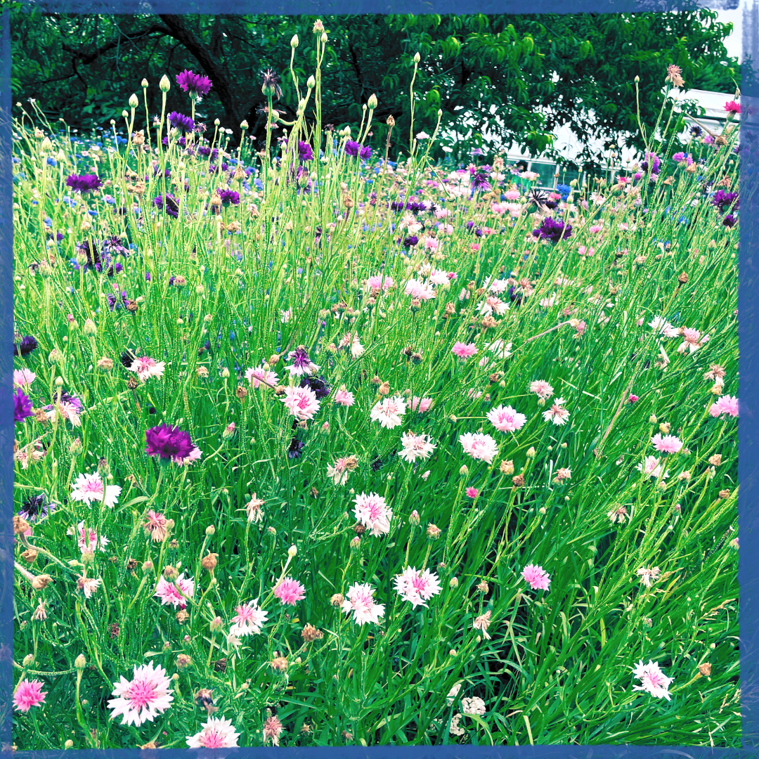 Wildflowers representing healing from sexual shame in therapy