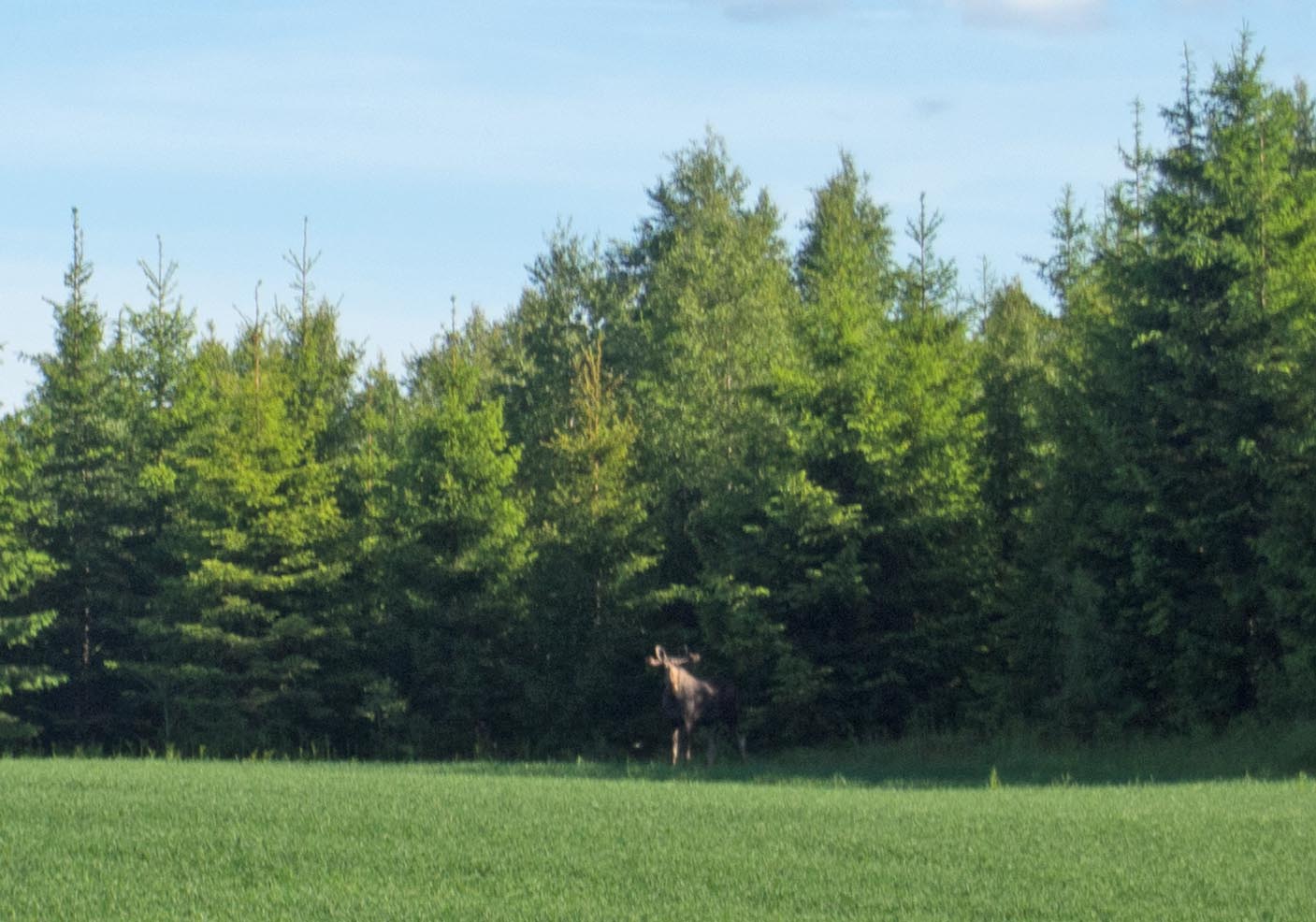 Our first Moose spotting! I'm sure we'll see many more.