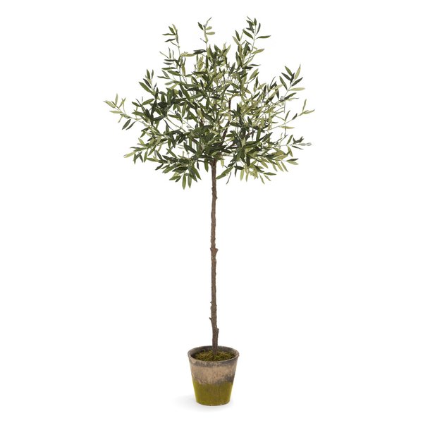 Olive+Tree+in+Pot.jpg