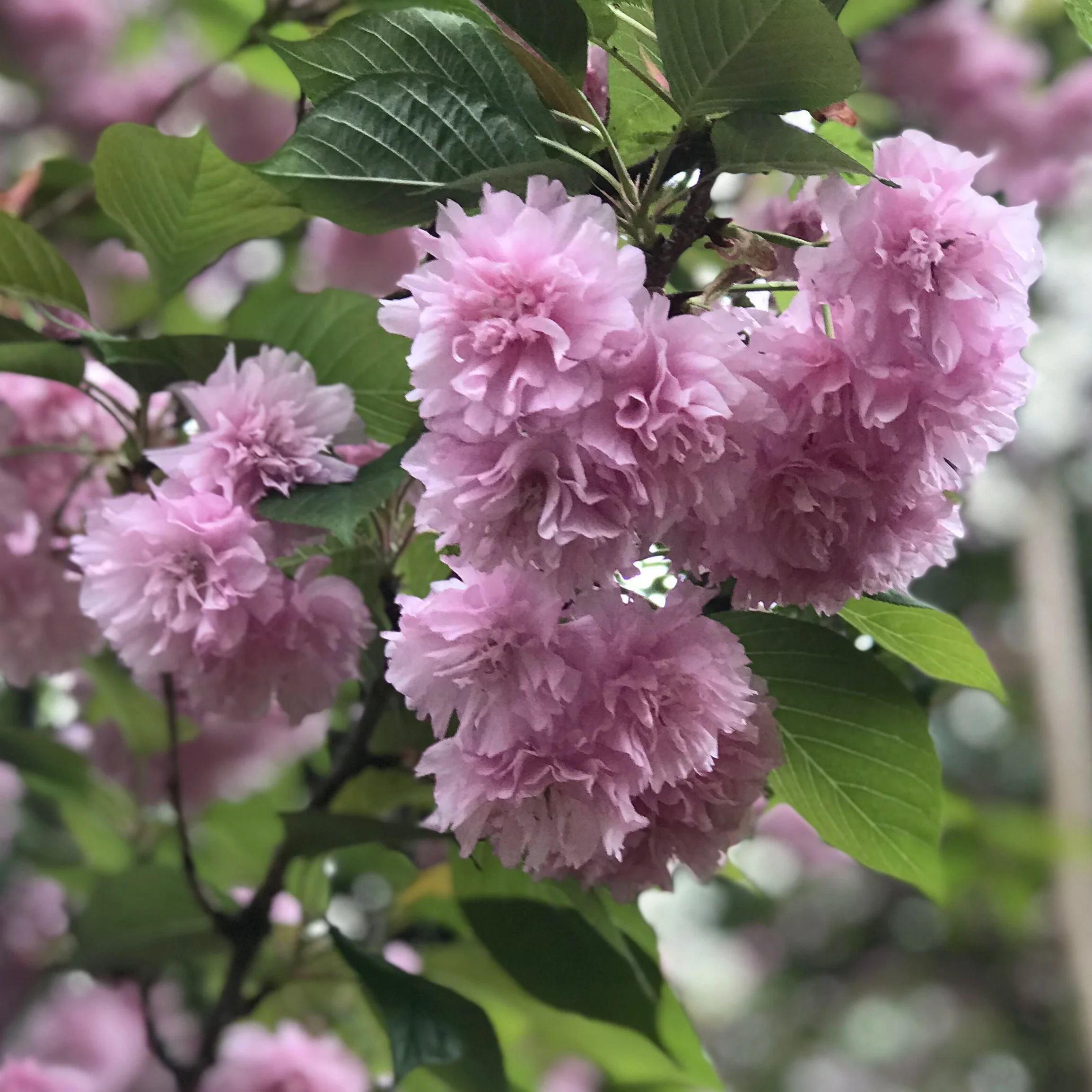 A Quick Trip to Georgia 