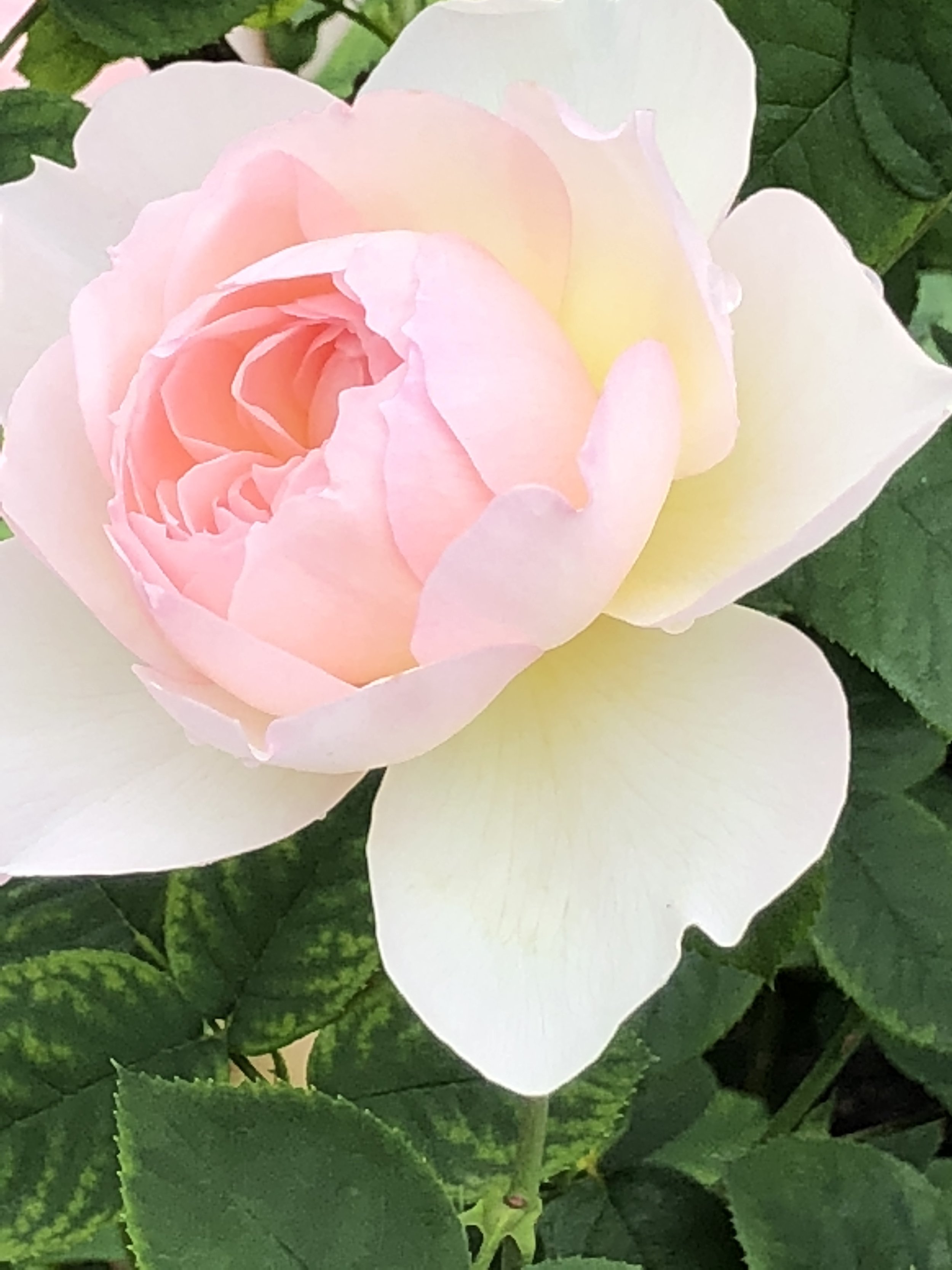 Stop and smell the roses!