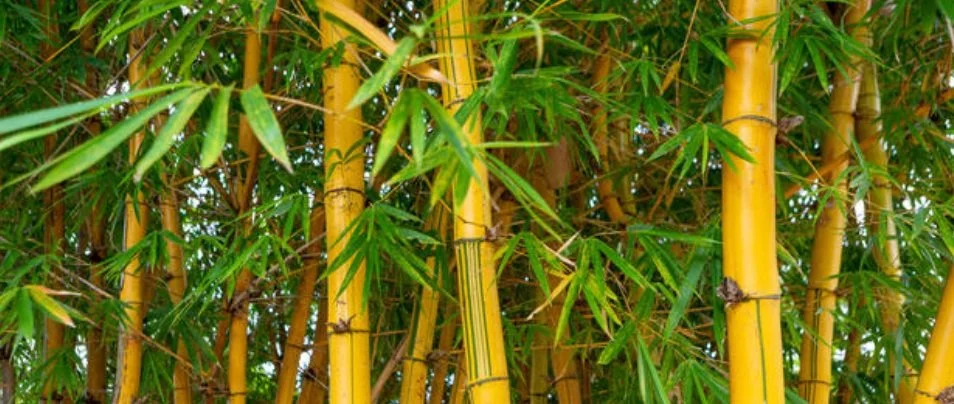 Lovely Bamboo.jpg