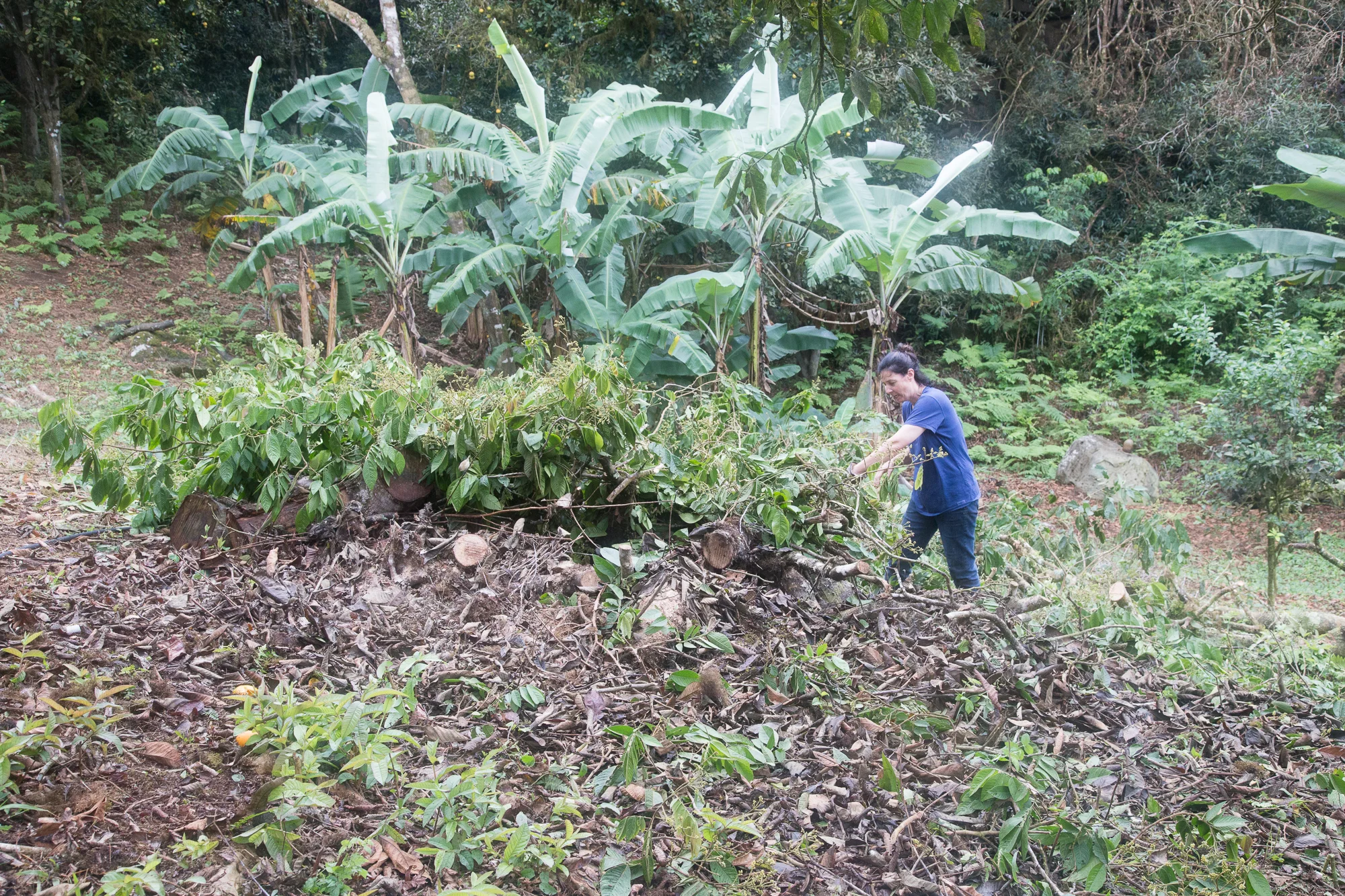 Clearing a field for a neighboring farmer.