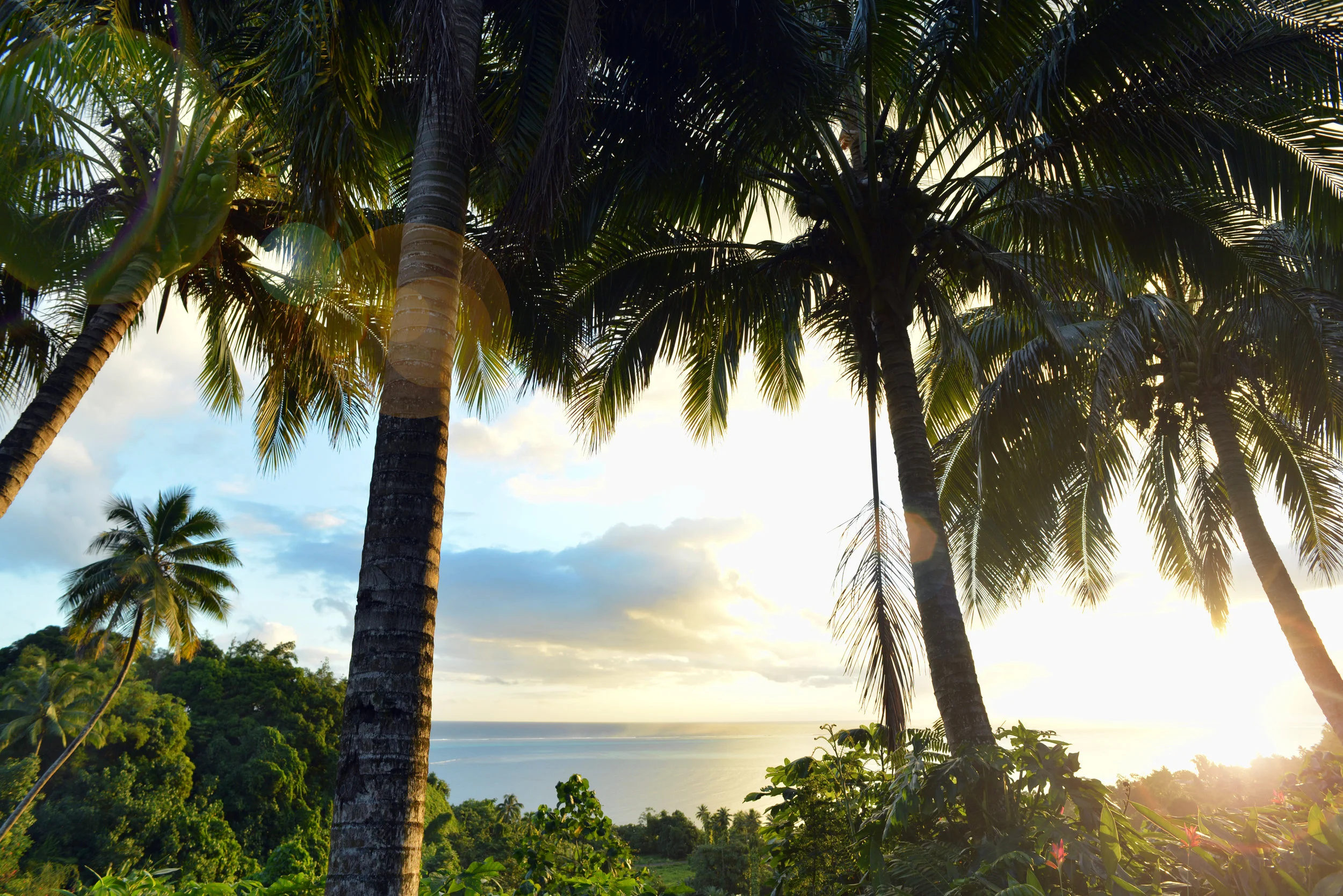 teahupo'o sunsets + perfect palms