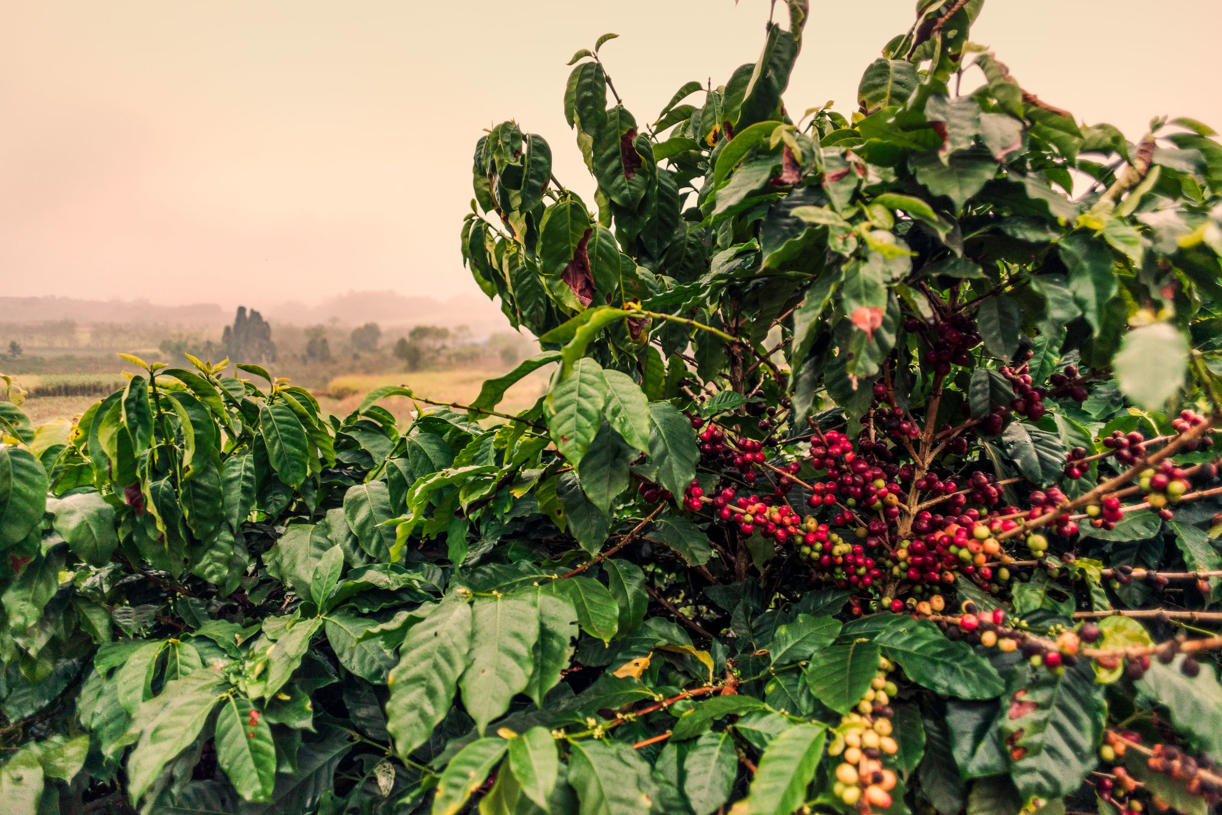 Coffee Plants - Web Size - 7 - Banka.jpg