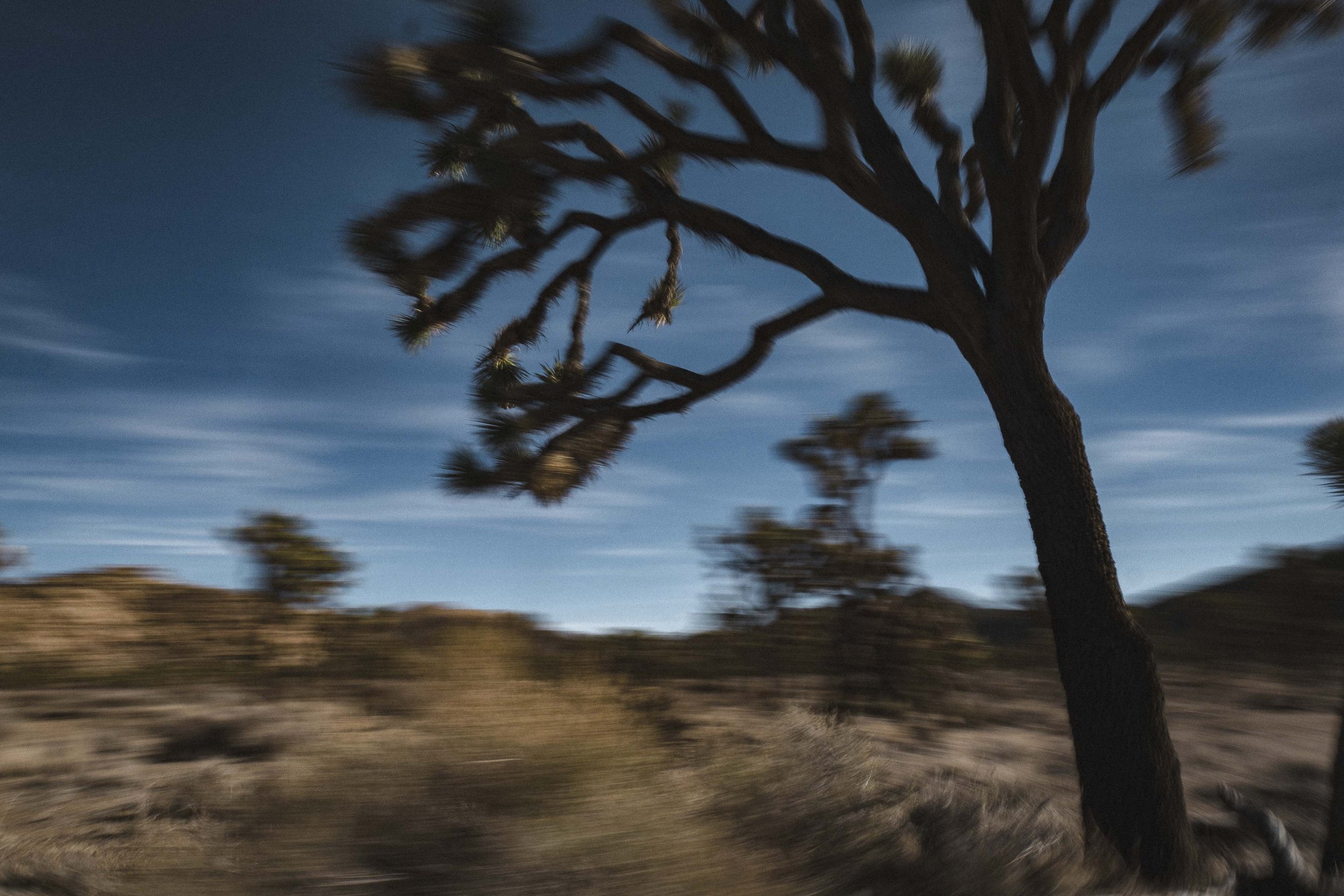 20221124 joshua tree-P1020615-website edit.jpg