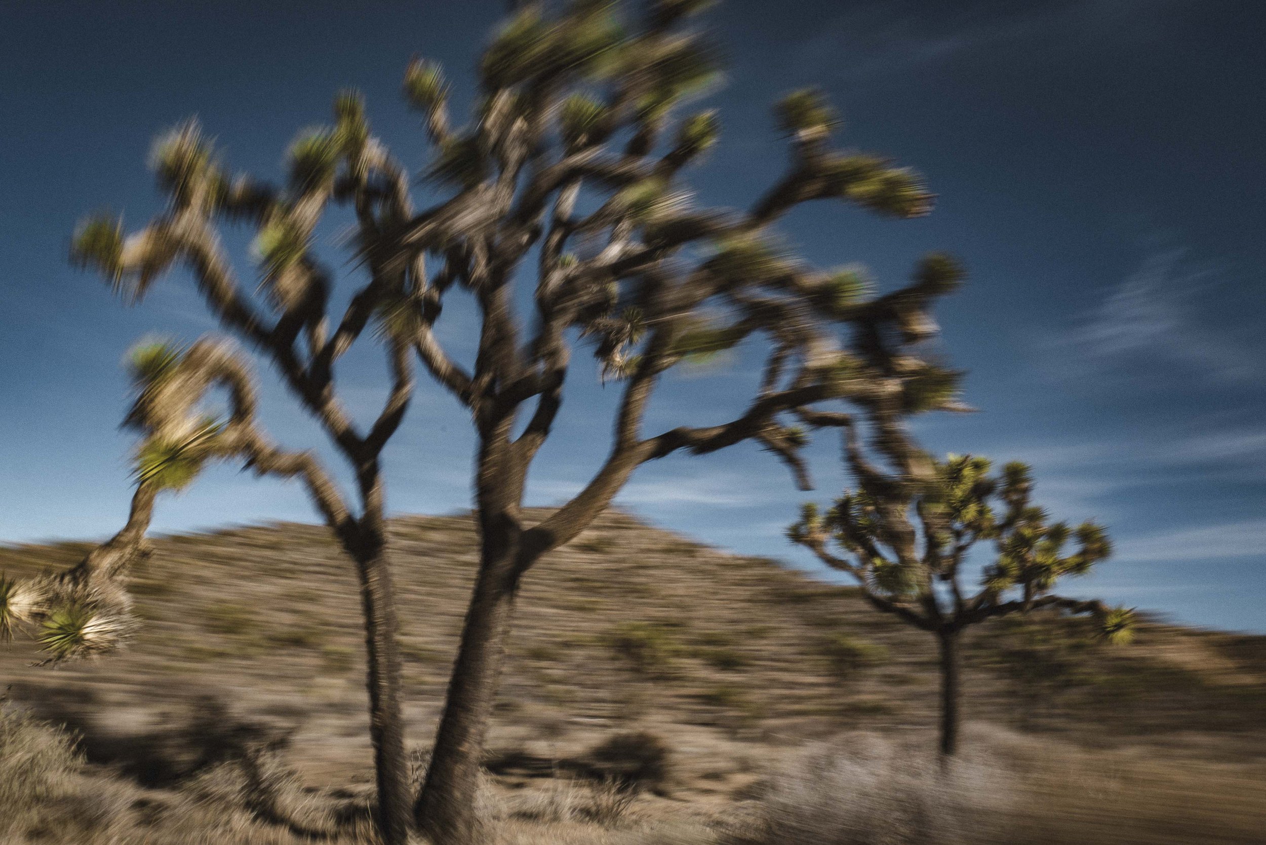 20221124 joshua tree-P1020616-website edit.jpg