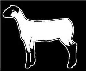 sheep.jpg