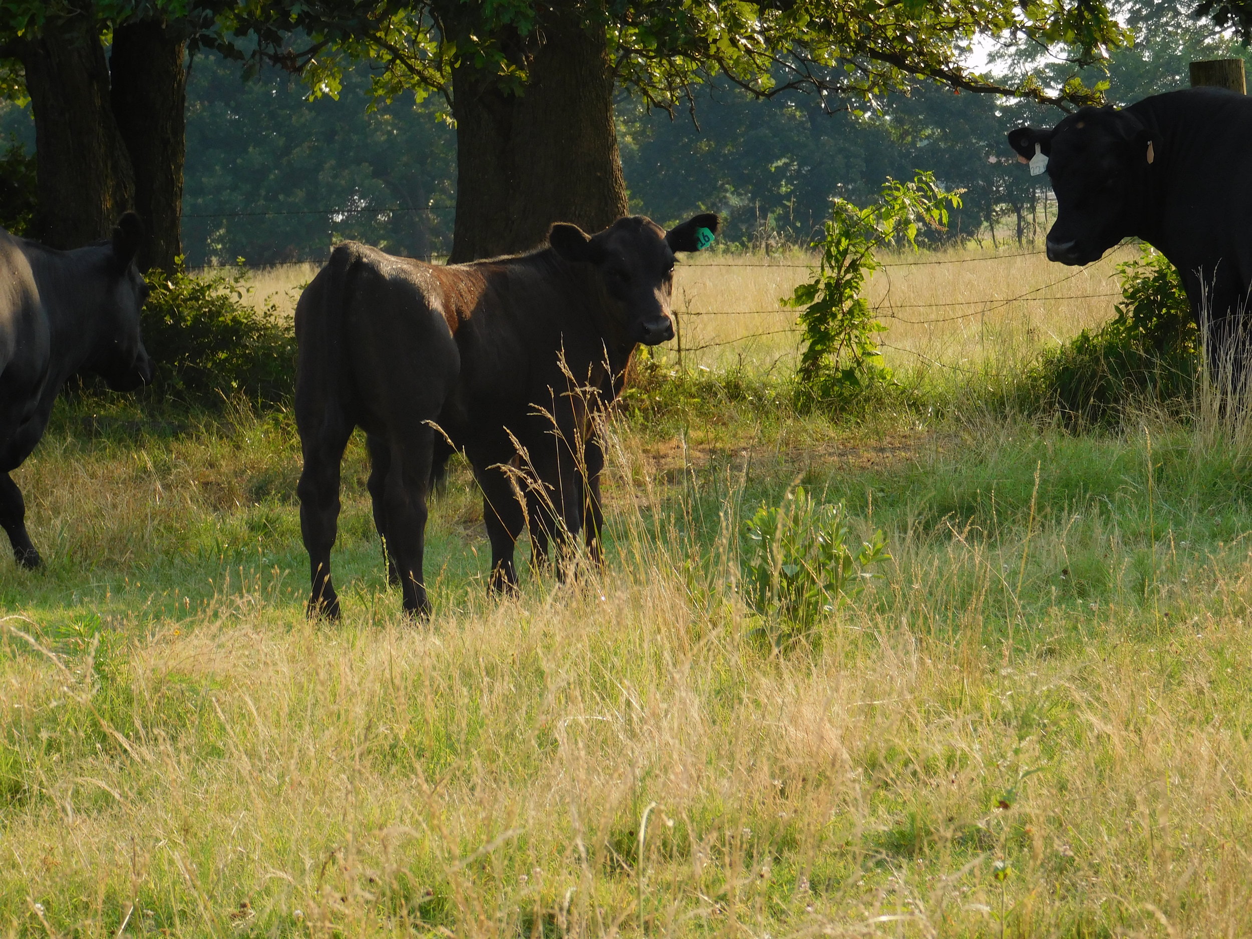 cows-037.jpg