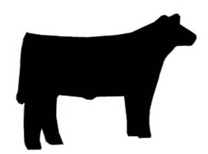 steer.jpg